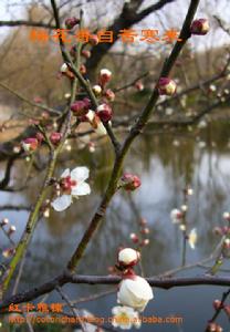 《芬芳香艷喜迎春》 《芬芳香艷喜迎春》