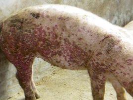 斷奶仔豬多系統衰弱綜合症 斷奶仔豬多系統衰弱綜合症