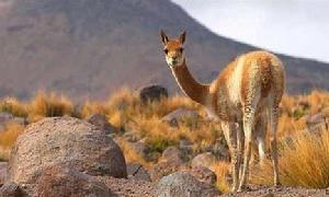 內國家公園特有的Guanaco———是一種栗色羊駝