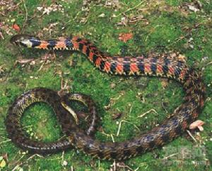 （圖）緬甸頸槽蛇