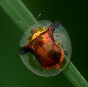 闊邊梳龜甲 闊邊梳龜甲