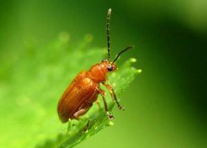 紅褐毛螢葉甲 紅褐毛螢葉甲