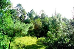 富某國自然村-森林資源