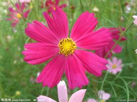 夏花[漢語詞語]