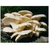 漏斗狀側耳 漏斗狀側耳