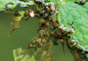 兩廣螺序草 兩廣螺序草