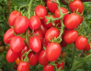 櫻桃番茄 櫻桃番茄