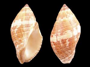 平滑橄欖螺 平滑橄欖螺