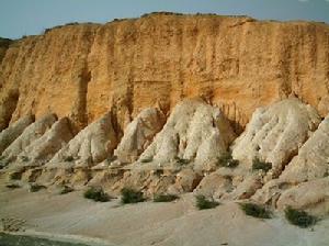 深滬灣海底古森林遺蹟