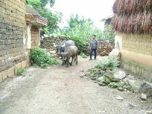八道哨指白山村 八道哨指白山村