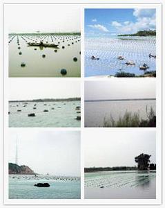 紹河珍珠養殖基地