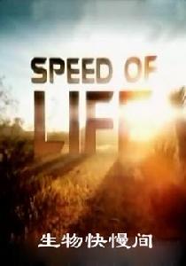 生物快慢間 生物快慢間