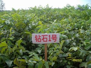 洛陽農豐農業科技有限公司 洛陽農豐農業科技有限公司