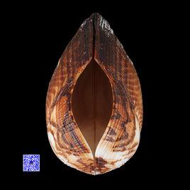 廈門市貝殼博物館 廈門市貝殼博物館