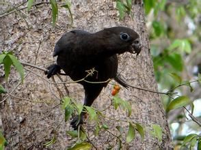 非洲黑鸚鵡指名亞種 非洲黑鸚鵡指名亞種
