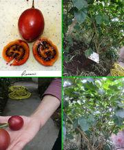 樹番茄