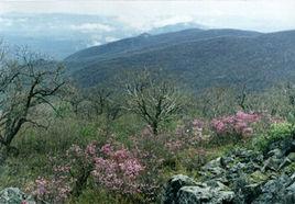 大頂子山[黑龍江饒河縣大頂子山]