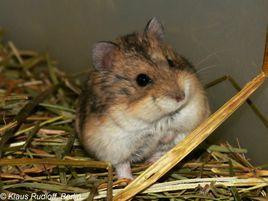 坎氏毛足鼠 坎氏毛足鼠