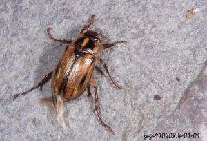 黑紋條金龜 黑紋條金龜