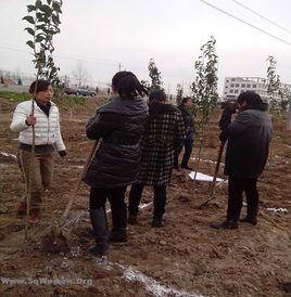 老莊村[江蘇省宿遷市沭陽縣桑墟鎮下轄村]