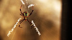 古介形綱 古介形綱