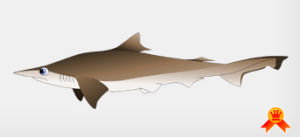 寬尾斜齒鯊 寬尾斜齒鯊