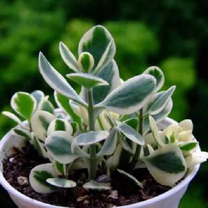 花葉圓貝草 花葉圓貝草