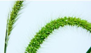 洋狗尾草屬植物 洋狗尾草屬植物