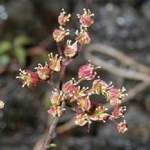 蚊子草屬 蚊子草屬