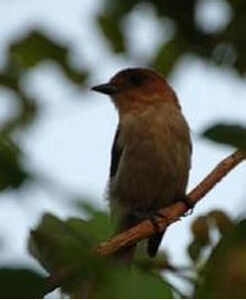 白須短嘴霸鶲 白須短嘴霸鶲