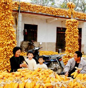 河南省虞城縣利民鎮五里堂村