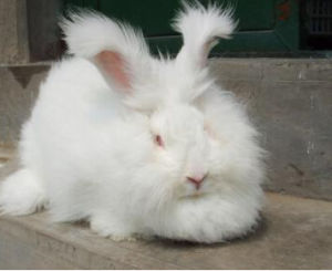 西德長毛兔 西德長毛兔