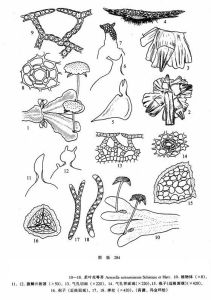 柔葉花萼苔 柔葉花萼苔