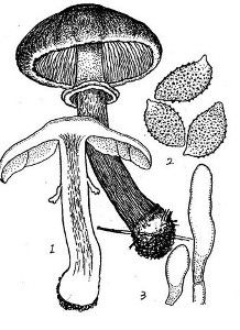 紫皺蓋羅鱗傘 紫皺蓋羅鱗傘
