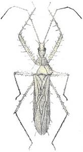 長棘獵蝽 長棘獵蝽