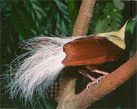 極樂鳥-炫耀羽毛的鳥