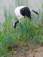 鹽城丹頂鶴濕地生態公園1