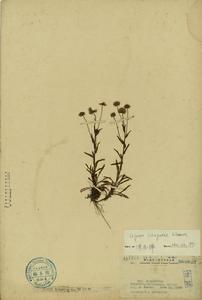 台灣飛蓬 台灣飛蓬