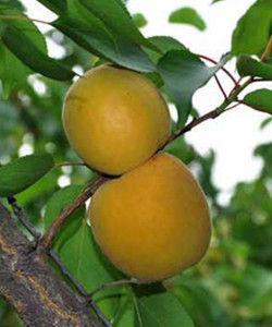 黃土坎大杏 黃土坎大杏