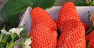 鳳凰農業生態園 鳳凰農業生態園