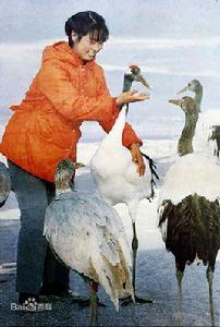 一個真實的故事[朱哲琴主唱歌曲]