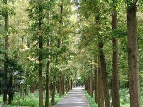 東平國家森林公園