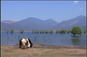 雲南拉什海濕地 雲南拉什海濕地