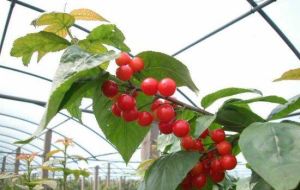 康春儂園 康春儂園