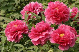 花王[芍藥屬牡丹栽培品種]