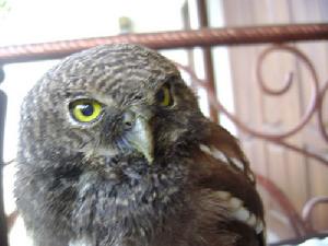 栗翅鵂鶹 栗翅鵂鶹