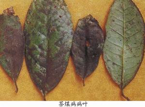 茶煤煙病 茶煤煙病
