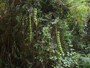 大麗子藤 大麗子藤