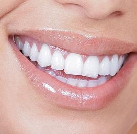 牙齒[脊椎動物高度鈣化組織]