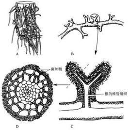 外生菌根菌 外生菌根菌